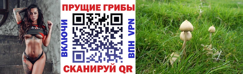 кракен ссылки  Цивильск  Галлюциногенные грибы Psilocybine cubensis  где продают  